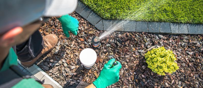 Watering lawn in Sydney